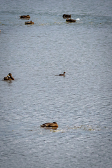 Tachybaptus ruficollis