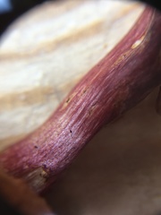 Chalciporus rubinellus