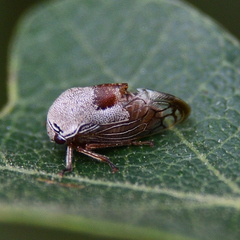 Xantholobus nigrocinctus