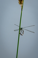 Lestes sponsa