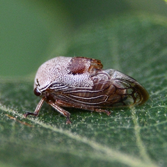 Xantholobus nigrocinctus