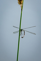 Lestes sponsa
