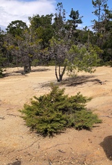 Cupressus goveniana