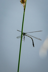 Lestes sponsa