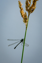 Lestes sponsa