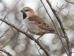 Passer motitensis