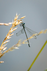 Lestes sponsa