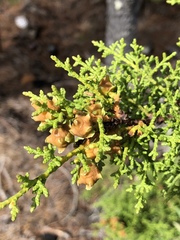 Cupressus goveniana