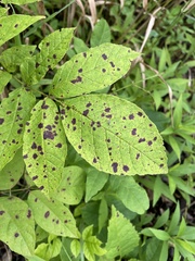 Mycosphaerella effigurata