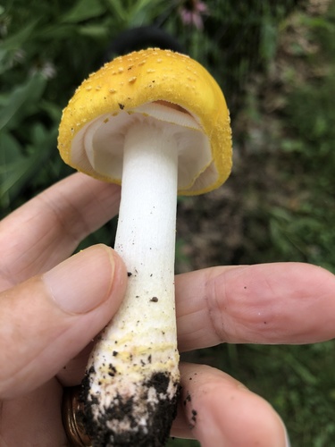 Yellow American Blusher