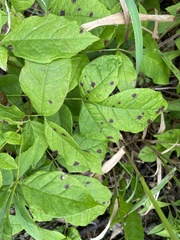 Mycosphaerella effigurata