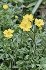 Ranunculus macranthus