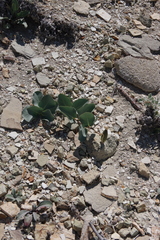 Asclepias cryptoceras