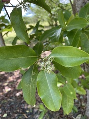 Zanthoxylum schreberi