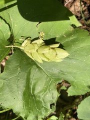 Ostrya virginiana