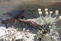 Eriogonum anemophilum