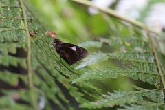 Notocrypta curvifascia
