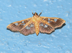 Phostria oajacalis