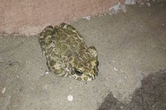 Bufotes viridis viridis