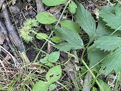 Hydrophyllum virginianum