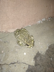 Bufotes viridis viridis