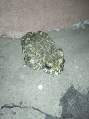 Bufotes viridis viridis