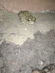 Bufotes viridis viridis