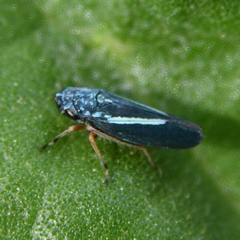 Graphocephala lugubris