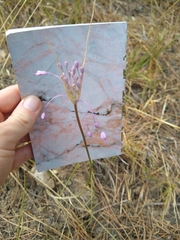 Allium carinatum pulchellum
