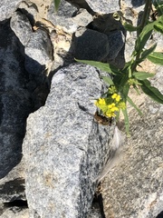 Helophilus lapponicus