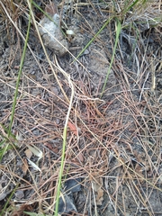 Allium carinatum pulchellum