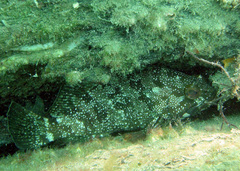 Epinephelus rivulatus