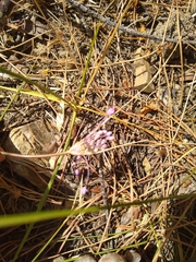 Allium carinatum pulchellum