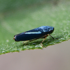 Graphocephala lugubris