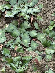 Trapa natans bispinosa