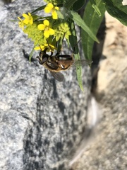 Helophilus lapponicus