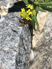 Helophilus lapponicus