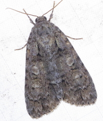 Acronicta tristis