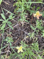Oenothera humifusa