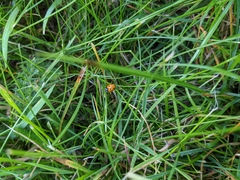 Coccinella septempunctata