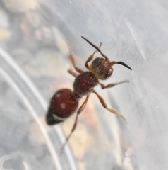 Ephuta conchate