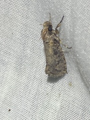 Acrolophus arcanella