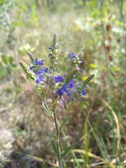 Veronica barrelieri