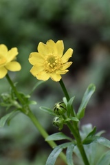 Ranunculus macranthus