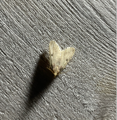 Aglossa costiferalis