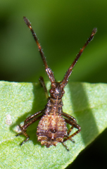 Coreus marginatus