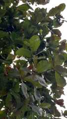 Terminalia catappa