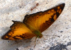 Vagrans sinha sinha