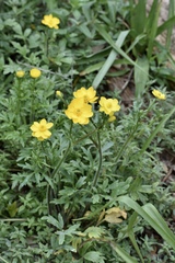Ranunculus macranthus