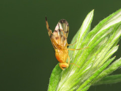 Trypeta artemisiae